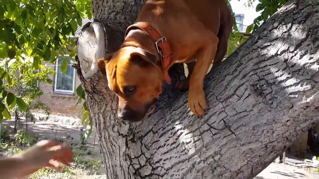 Стафф Джек покоряет дерево смотреть онлайн