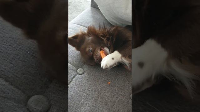 Чихуахуа ест морковку смотреть онлайн