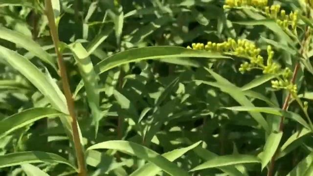 Цыганские Лилии?! смотреть онлайн