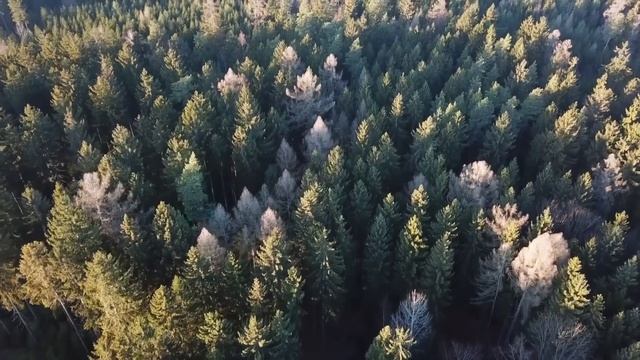 Водитель остановился возле странного шевелящегося пакета на трассе. Открыв его он остолбенел смотреть онлайн