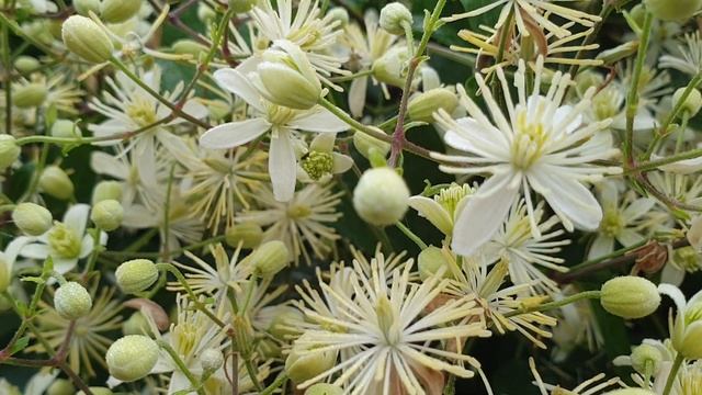Расслабляющее пение птиц / Цветы / Видео для сна и расслабления смотреть онлайн