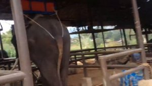 Слоны, как живут и чем питаются.