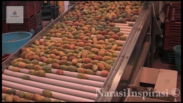 Incredible Strange Desert Fruit, Opuntia Cactus Fruit, Prickly Pears or Tuna.