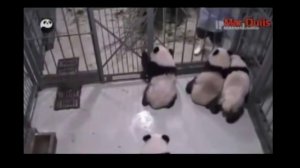 Очень смешные животные  Панда    ожившая игрушка