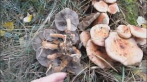 Кирпично-красные ложные опята.14 октября 2017 года.