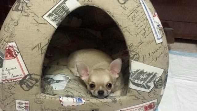 Домик для собаки своими руками в домашних условиях смотреть онлайн