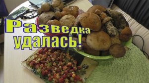 ГРИБЫ В МУРМАНСКОЙ ОБЛАСТИ ЕСТЬ /РАЗВЕДКА УДАЛАСЬ/ 20 июля 2022.mp4