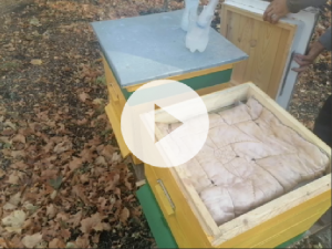 обработка пчел бипином быстро и эффетивно