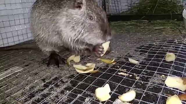 Нутрия.питание нутрии. разведение нутрий. смотреть онлайн