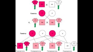 § 29 Неполное доминирование. Генотип и фенотип. Анализирующее скрещивание.