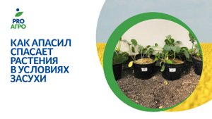 Как АпаСил спасает растения в условиях засухи?
