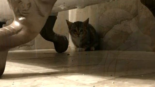 Хозяин решил жестоко наказать котенка. Только посмотрите, что он с ним сделал! смотреть онлайн