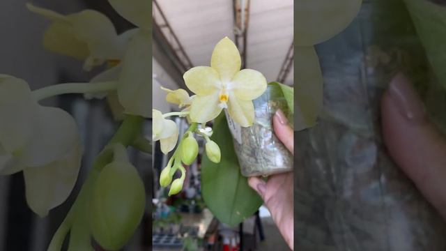 QM158 Phal. Mainshow Sunshine смотреть онлайн