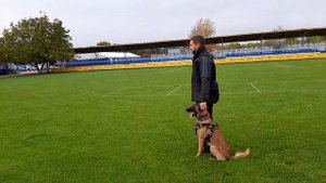 Malinois IGP training obedience and protection / Малинуа тренинг ИГП послушание и защита