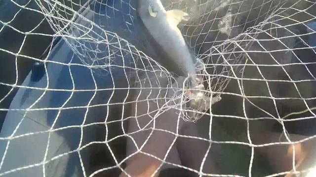 Рыбалка в Трубинке река Волга. смотреть онлайн