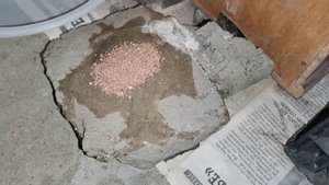 Как избавиться от мышей в частном дом, подвале и т.п.: Не дорогой, но очень эффективный способ.