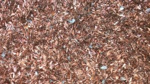 Медная стружка