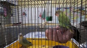 Приручаем неразлучников. We tame lovebirds.