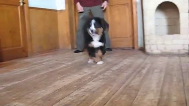 Щенок бернского зенненхунда Нандор, 11 нед. смотреть онлайн