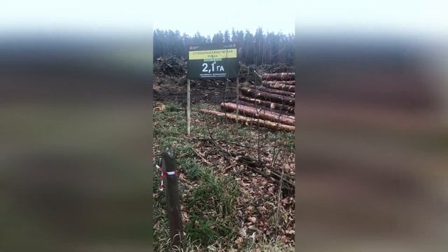 Вырубается лес между Коренево и Торбеево
