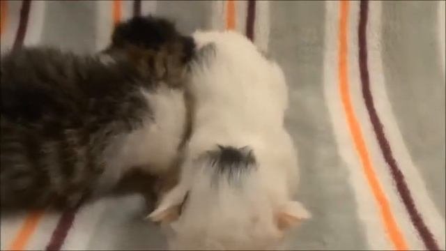 Новорожденные котята Newborn Kittens