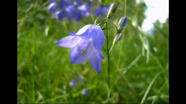 Валентина Шипичук "Ромашка" смотреть онлайн