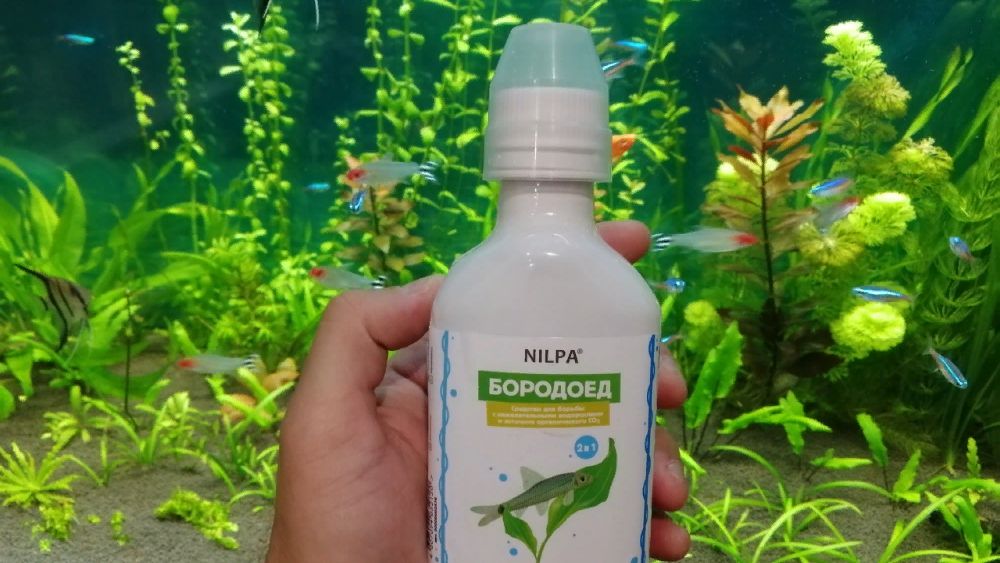 Борьба с водорослями в новом аквариуме #nik_72