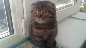 Подарили котёнка...