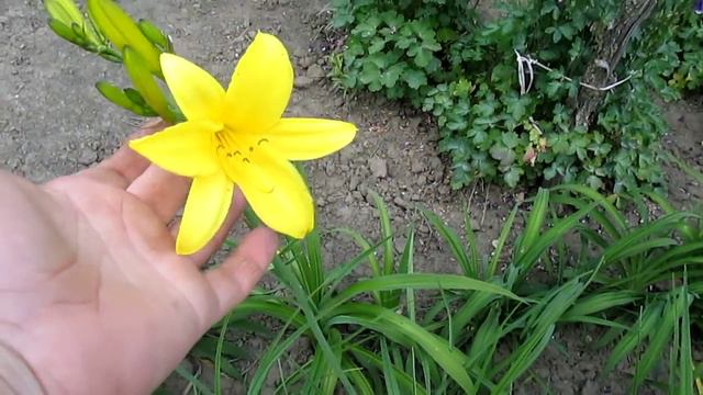 Лилейник малый. Видовой. смотреть онлайн