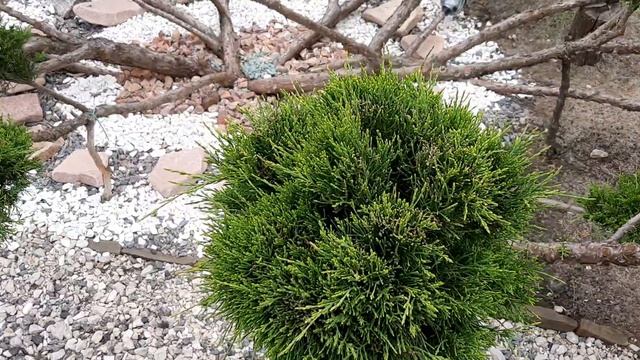 Топиарная стрижка можевельника голд стар 1ая часть. смотреть онлайн