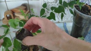 Черенкуем клематисы зелёными побегами. 💯 Укоренение!!!!!