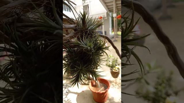 #BallMoss(Tillandsia Recurvata) #HANGINGPLANT #SHORT @CharcenFlor