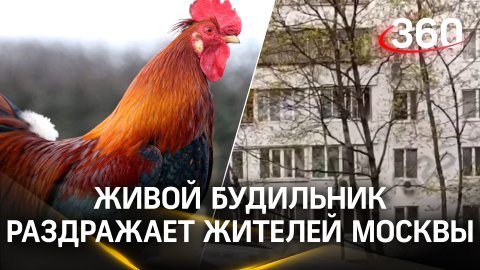 Конкурент бутовских коз: житель Москвы завел петуха, который не дает выспаться соседям
