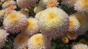 Корейская хризантема Ранкова роса