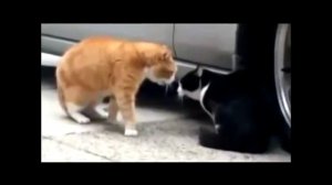 Коты разговаривают