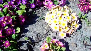 ПРИМУЛЫ В САДУ . ( primula in the garden ) Для всех кто ждет весну !!! ОБРОЗ САДА