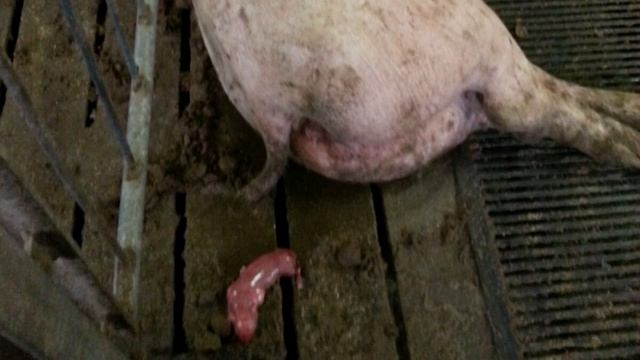 Свинья перехаживает ? мёртвые поросята, моцерация и упущенное время смотреть онлайн