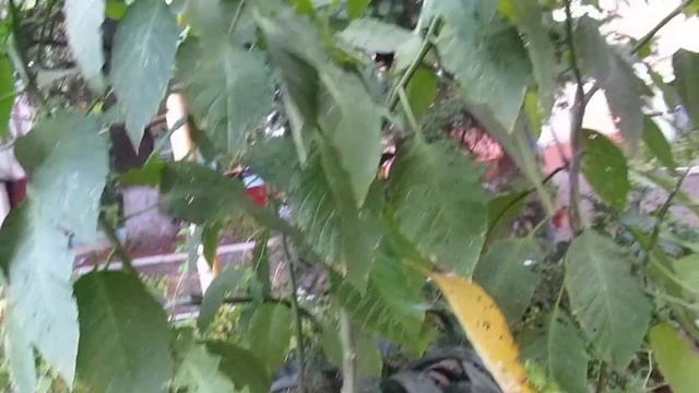 Бругмансия древовидная