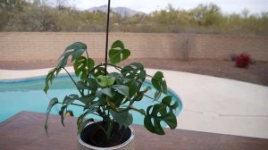RAPHIDOPHORA TETRASPERMA CARE: HOW TO GROW MONSTERA MINIMA / JoyUsGarden
