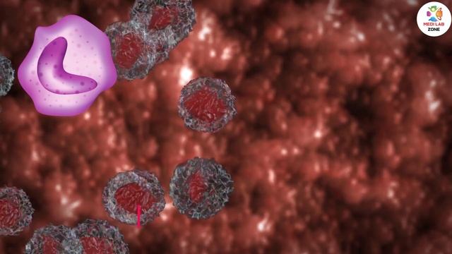 7 Main Functions of White Blood Cells in the Human Body | White Blood Cell | Types & Functions смотреть онлайн