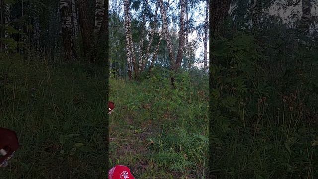 Отчего так в России березы шумят