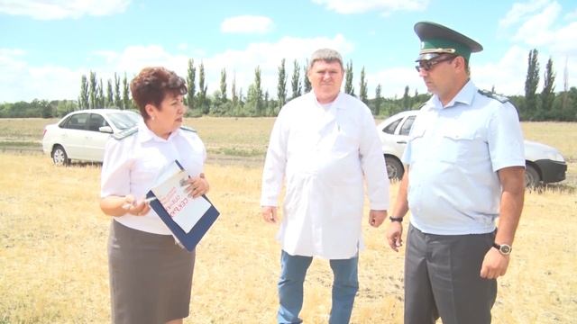 Выявление очагов амброзии в поле