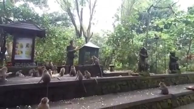 Индонезия Бали Убуд Остров обезьян смотреть онлайн