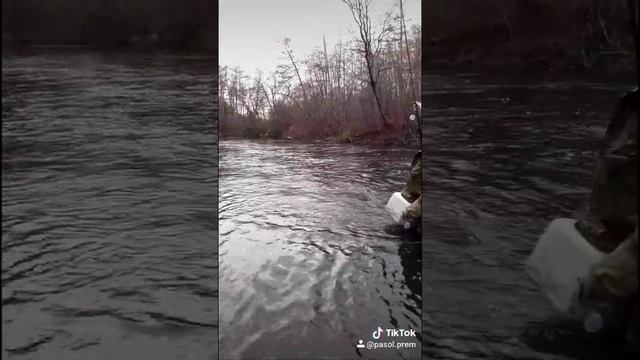 Ловля хариуса в горной реке на муху. Поклёвка дикой таёжной рыбы.