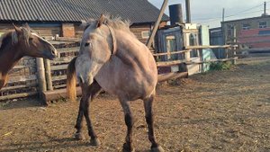 Пускаем жеребца в табун
