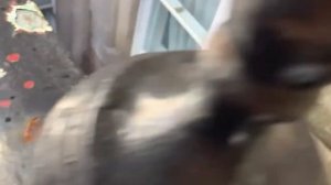 Окна под землей. Строительный стиль Викторианской эпохи.