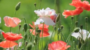 Если вдруг.....#Музыка