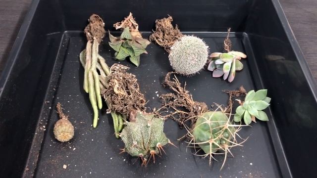 Новинки у колекції! Сукуленти (Succulents)