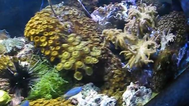 Океанариум на Ривьере