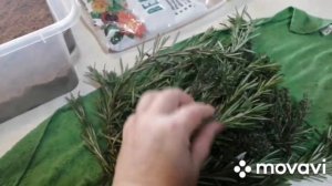 Эксперимент! Укоренение розмарина и тимьяна из магазина. Опыт и советы Евгении
